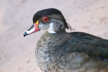 A Female wood duck in Utah
