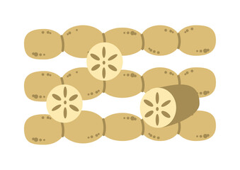 蓮根のイラスト