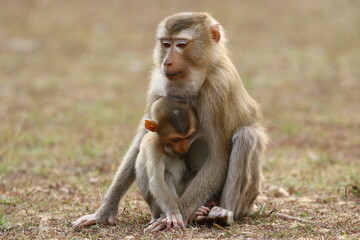 Baby monkey with his caring mother	
