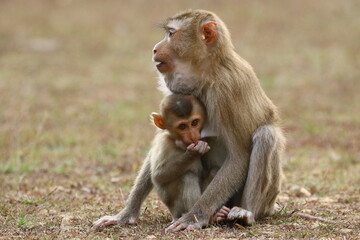 Baby monkey with his caring mother