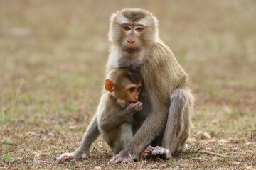 Naklejka na ściany i meble Baby monkey with his caring mother