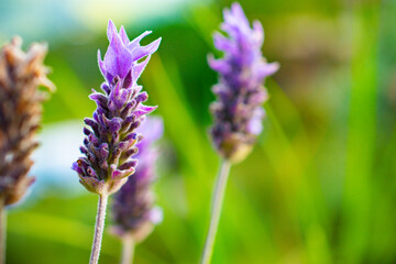 Lavender or lavender flowers highlighted. Selective focus.