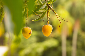 Two ripe yellow mangoes prominently displayed on a mango tree, with a blurred background. Selective focus.