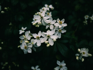 White flowers