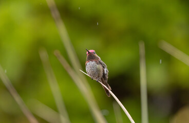 A male Anna's hummingbird perched on a dry yucca leaf with a background of out of focus greenery, looks towards the sky on an overcast summer day as raindrops fall all around him.