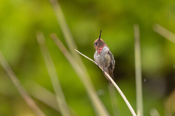 A male Anna's hummingbird is perched on the end of a yucca leaf looking up into the sky with raindrops from a summer shower on his head.