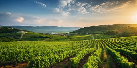 Fotobehang Landschap Green field with rows of vines for harvesting. Ripe grapes for the production of fine wines. Generative AI.