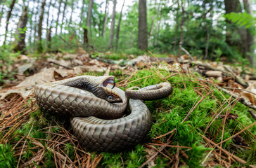 Male eastern hognose snake playing dead as part of its defensive strategy  -Massachusetts 