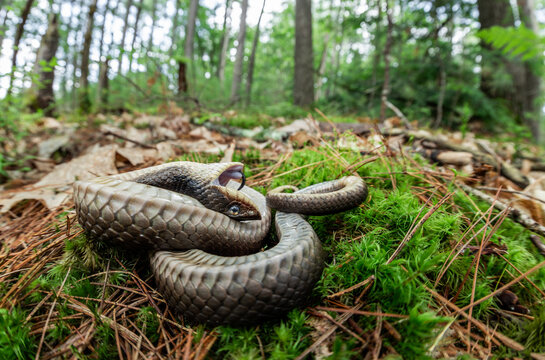 A Grass Snake Plays Dead on a Cold Autumn Day