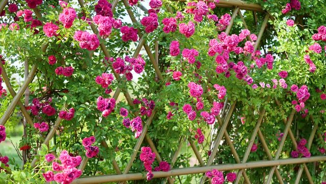 The rose in full bloom on the trellis