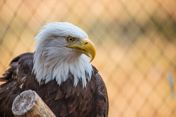 Obraz premium A bold eagle standing on a tree truck ready to fly