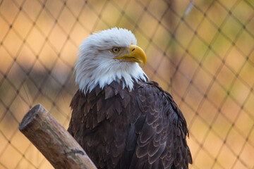 A bold eagle standing on a tree truck ready to fly