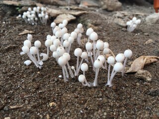 mushrooms in the ground