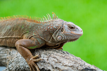 lizard, animal, green lizard with blur background