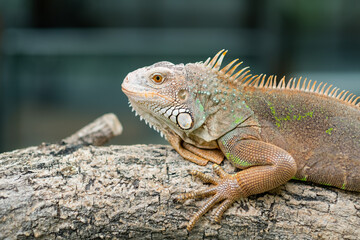 lizard, animal, green lizard with blur background