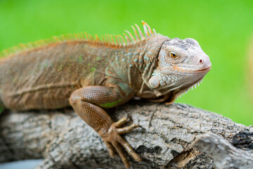 lizard, animal, green lizard with blur background