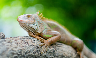 lizard, animal, green lizard with blur background