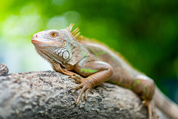 lizard, animal, green lizard with blur background