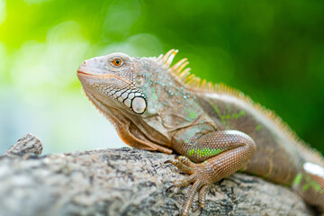 Fototapeta premium lizard, animal, green lizard with blur background