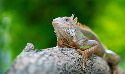 lizard, animal, green lizard with blur background
