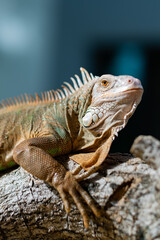 lizard, animal, green lizard with blur background