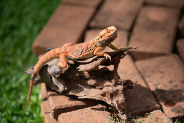 bearded dragon on ground with blur background