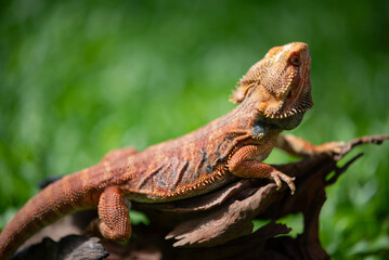 bearded dragon on ground with blur background