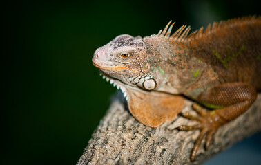 lizard, animal, green lizard with blur background