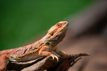 bearded dragon on ground with blur background