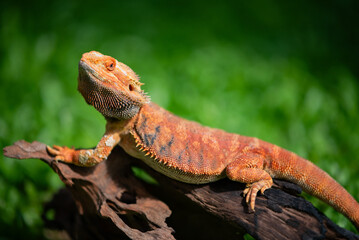 bearded dragon on ground with blur background