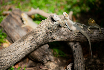 bearded dragon on ground with blur background