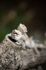 bearded dragon on ground with blur background