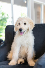 ラブラドゥードル　Labradoodle	