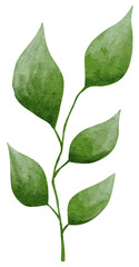 watercolor leaves illustration