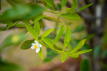 Orange flower highlighted on a branch with several leaves. Selective focus.