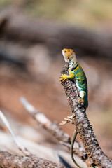 Eastern collared lizard in the desert of Utah Crotaphytus collaris
