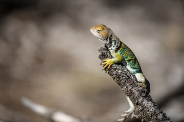 Eastern collared lizard in the desert of Utah Crotaphytus collaris