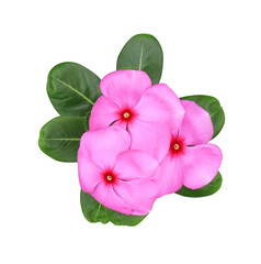 Pink-purple Catharanthus roseus or Madagascar periwinkle or Vinca or Old maid or Cayenne jasmine or Rose periwinkle flower bouquet isolated on transparent background.
