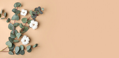 Beautiful cotton flowers with eucalyptus branches on beige background with space for text