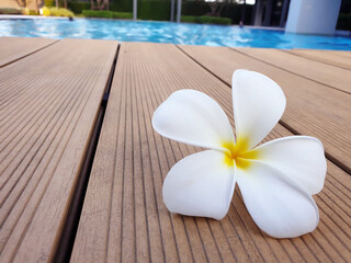 White frangipani flowers on wood at swimming pool