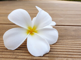 Fototapeta na wymiar White frangipani flowers on wood at swimming pool