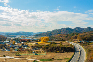 대한민국 천연기념물 원주 반계리 은행나무