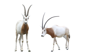 シロオリックス