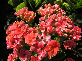 flower in the garden