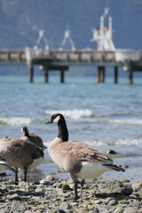 Canadian Goose standing on the beach at Porteau Cove Provincial Park, British Columbia, Canada