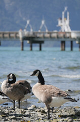 Canadian Goose standing on the beach at Porteau Cove Provincial Park, British Columbia, Canada	
