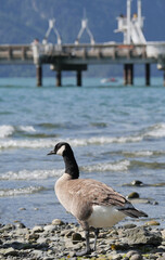 Canadian Goose standing on the beach at Porteau Cove Provincial Park, British Columbia, Canada