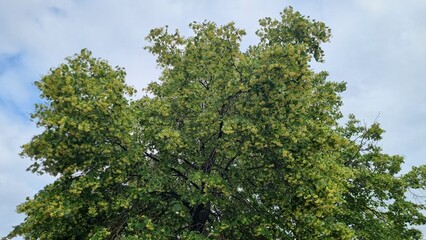green tree branches against sky
