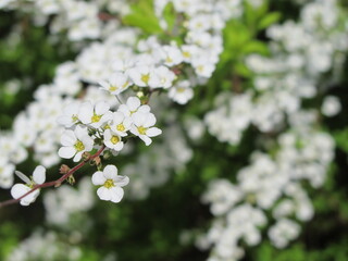 white flowers in the garden