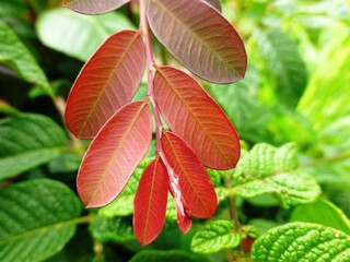 red and green leaf